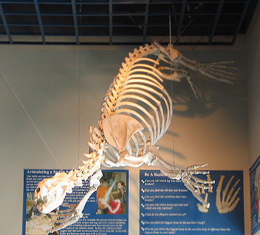 Seal Skeleton